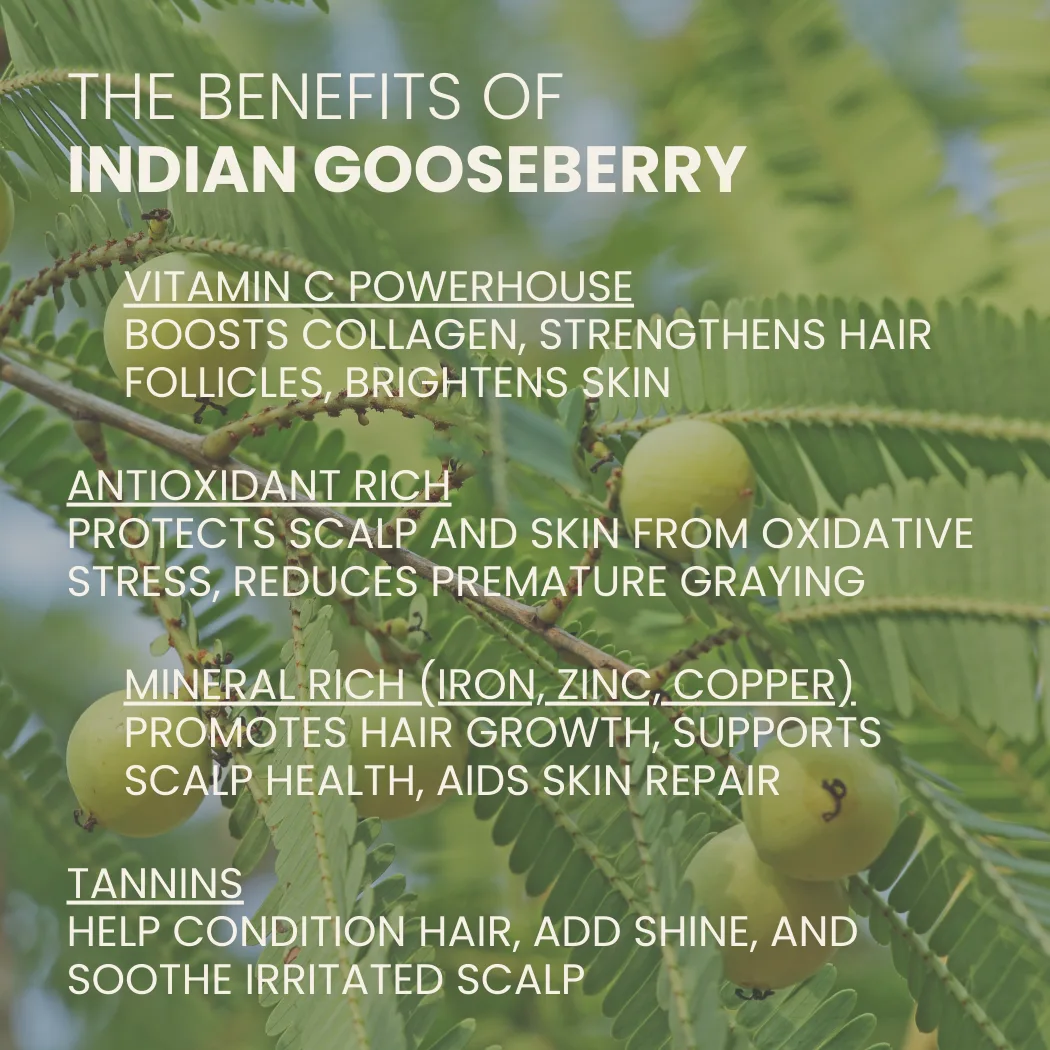 Ahimsa Gentle Purifying Shampoo - Image 7