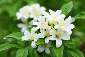 jasmine flowers