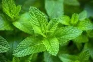 spearmint