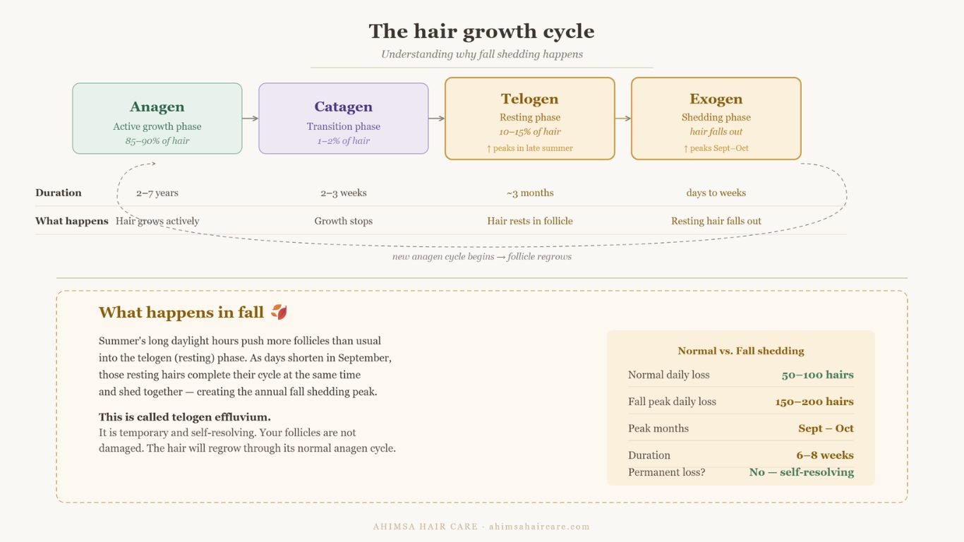 Hair growth cycle diagram showing anagen catagen telogen and exogen phases — fall telogen effluvium and seasonal shedding explained